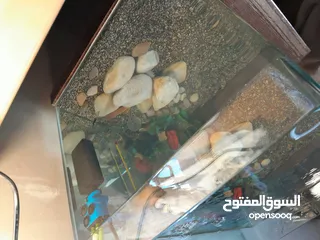  2 حوض سمك اجنبي جديد مع كامل مستلزماته اذا شرا ما بنختلف ان شاء الله على السعر  حوض مميز جماليا