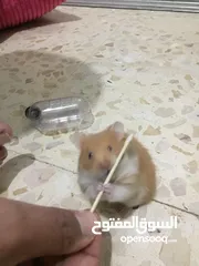  4 هامستر صغير واليف مع قفص جديد واكل