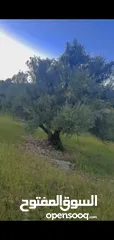  13 قطعه ارض للبيع من المالك مباشره ذات اطلاله بانوراما خلابه مفروزه