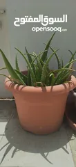  1 Plant Pot with Aloe Vera plant