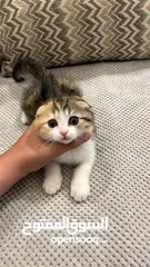  1 scottish fold for sale