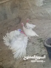  1 طقم حبش ابيض