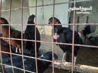  1 دجاج بلدي  وفرعوني وفيومي ولمبرغين