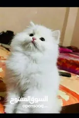  1 بسة للبيع بسعر مغري سكوتش قولد عمرها من 13 له 14 شهر للي معني يتواصل معي