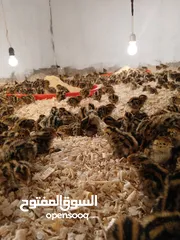  4 متوفر لدينا صوص فري عمره يومين  متوفر كميات لصحاب المشاريع