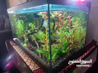  5 حوض نباتات اجنبي كريستال اكوائيل تحفه فنيه