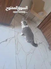  1 انثي مكس اسكوتش اربد