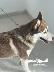  1 كلب هاسكي اشقر العمر 10 اشهر للبيع