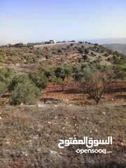  2 قطعة مزروعة بالكامل مخدومة