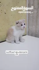  1 سكوتش فولد 