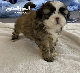  2 Baby shihtzu