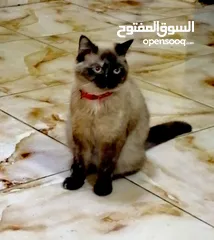  6 بسينة هملايا عمرا سنة