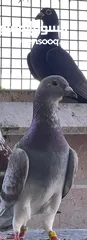  1 Zaji racing pigeons حمام الزاجل ،