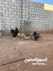  2 دجاج ابراهمي