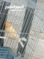  8 كنار +جوز حسون ترابي للبيع