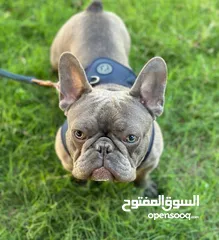  1 Pure French bulldog for sale
