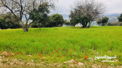  3 4 دونمات جلعد قرب مطعم نسيم الجبل