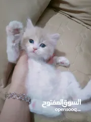  11 قطط صغيرة للبيع مكس شيرازي