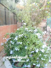  6 شقة جنوبية تصلح للسكن او للاستثمار بالقرب من المحطة الرئيسية" طبربور" للباص سريع التردد وبسعر منافس