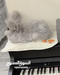  2 English Angora Rabbit