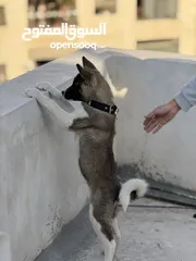  1 كلبة اكيتا عمر 3 شهور مطعمة ومعها دفتر