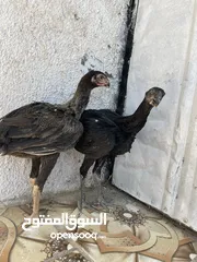  3 ‏متاح فرختين بناديق أذناب مستواهن الصلاة على النبي للبيع او للبدل علا طيورالموقع عجلون قرية سفينه