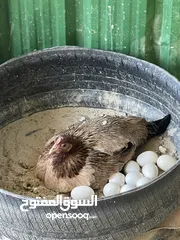  1 دجاج عربي وسيافي