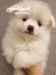  7 جراء بوميريان عمر شهرين