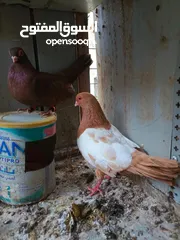  11 15 جواز للبيع مشكلات