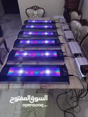  1 انارة ZetLight ماڤن 1 للبيع
