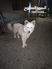  1 للبيع كلب مكس كنعاني
