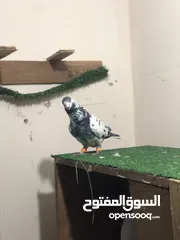  12 7 حبات للبيع جبل المنارة. سعر حرقققققق