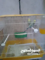  1 جوز رنبو اخضر تحتهم بيضتين تواصل على الواتس اب
