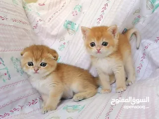  5 سكوتش فولد وسكوتش ستريت جولدن للبيع