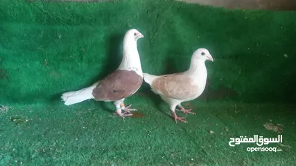  2 جوزين زواجل  جوز صفر سعرو 25 جوز مكتيف سعرو 15 جواز مكينت انتاج