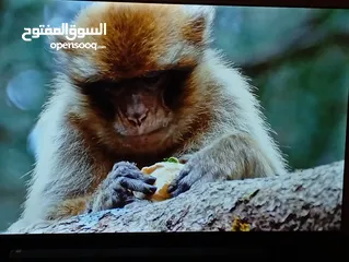  3 شاشه مجيك 75انش سمارات 4كيه اوامر فل الفل شراء شهر 1 فل سمارت صوت ميوزك ورياضي وتوفير كهرباء