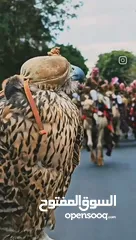  1 مطلوب عصفور كوكتيل مدرب للبيع بسعر طري