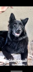  4 German shepherd black jack (MATING ONLY)