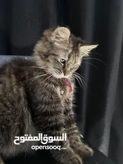  2 قطة شيرازيه حامل للبيع