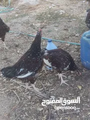  3 ديك سايكس بورسلان