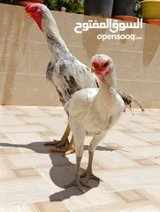  3 جاج ألماني