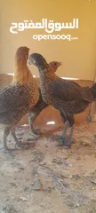  1 صيصان دجاج بلدي للبيع للبدل على حمام