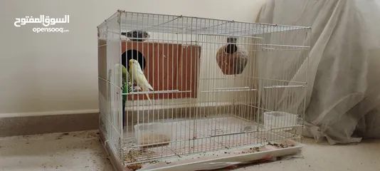  3 Love birds with cage and auto dispenser good condition