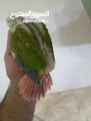  4 فراخ جرين شيك