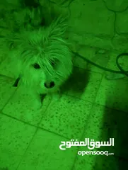  1 كلب لا البيع
