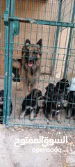  4 German Shepherd pups
