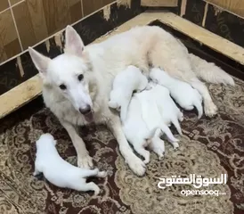  2 White German shepherd puppies يراوه وايت جيرمن شيبرد