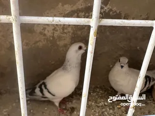  2 أربع جود شغالات للبيع