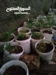  7 اشجار زينه