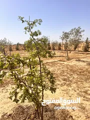  12 قطعة أرض وبيتين  ومزرعه جاهز للسكن